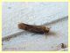 probabile Tineidae - 5 mm. - 21.8.2019 - (3).JPG