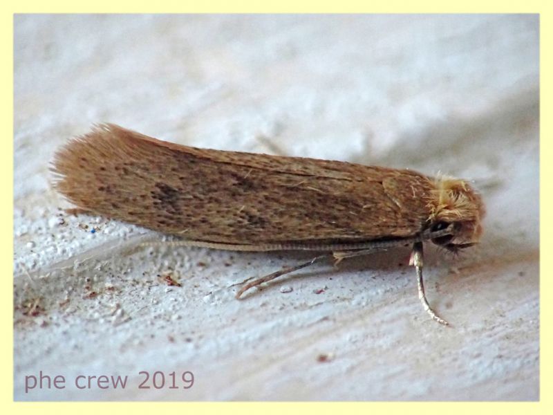 probabile Tineidae - 5 mm. - 21.8.2019 - (30).JPG