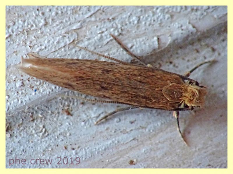 probabile Tineidae - 5 mm. - 21.8.2019 - (47).JPG