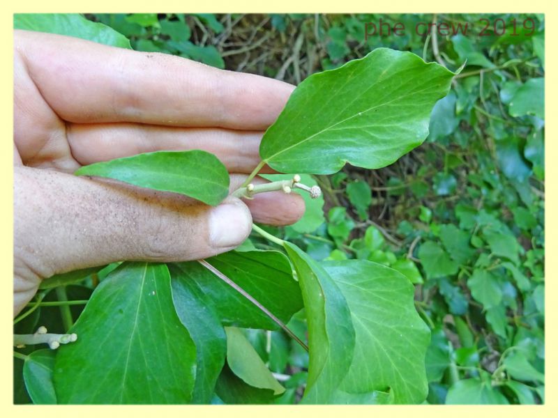 Hedera elix pianta ospite (4).JPG