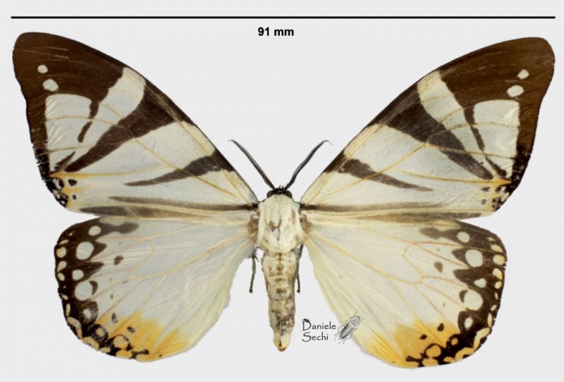 Otroeda cafra (Drury, 1782) rid.jpg