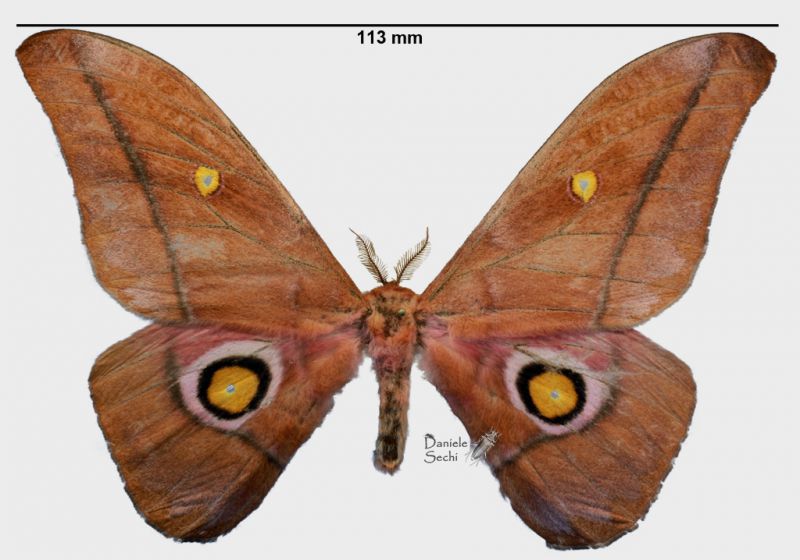 Gonimbrasia anthinoides Rougeot, 1978rid.jpg