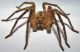 Z. spinimana m.jpg