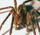 Z. spinimana m2.jpg