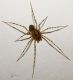 Scytodes 1.jpg