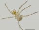 habitus_100X.jpg