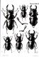 Lucanidae de Globe 038 tabule.jpg