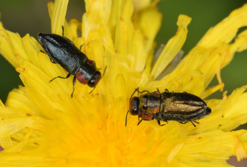 Anthaxia sp 03-05-2020 Urla Ev4.jpg