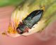 Anthaxia sp 0105-2019 Urla Ev2.jpg
