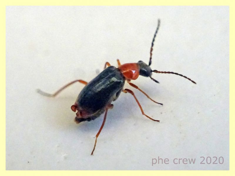 probabile Hypebaeus sp. Malachiidae quasi 3 mm. - Anzio 16.4.2020 - (5).JPG