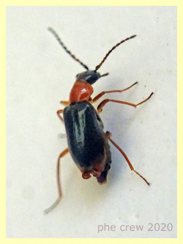 probabile Hypebaeus sp. Malachiidae quasi 3 mm. - Anzio 16.4.2020 - (6).JPG