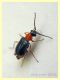 probabile Hypebaeus sp. Malachiidae quasi 3 mm. - Anzio 16.4.2020 - (8).JPG