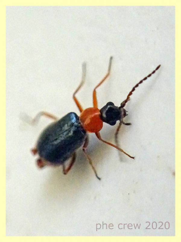 probabile Hypebaeus sp. Malachiidae quasi 3 mm. - Anzio 16.4.2020 - (10).JPG