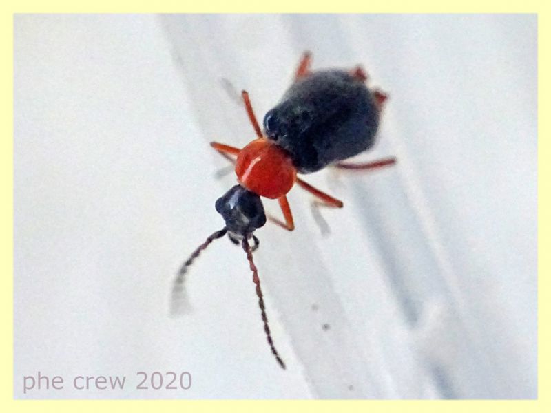 probabile Hypebaeus sp. Malachiidae quasi 3 mm. - Anzio 16.4.2020 - (3).JPG