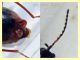 probabile Hypebaeus sp. Malachiidae quasi 3 mm. - Anzio 16.4.2020 - (4).JPG