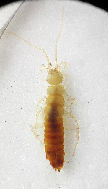 Coletinia 1.jpg