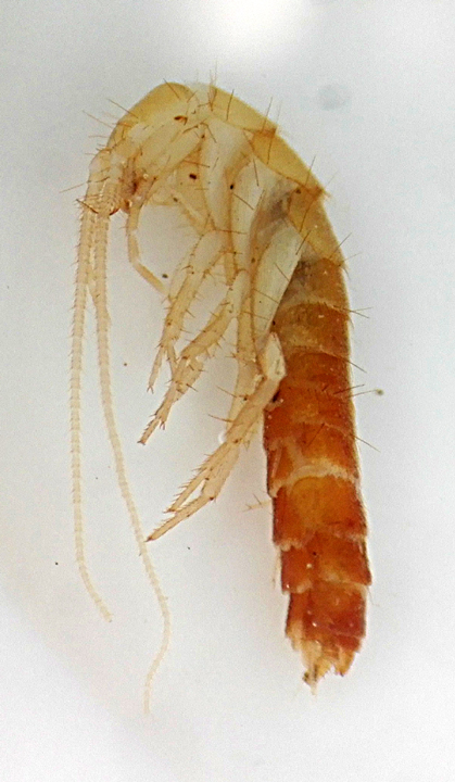 Coletinia laterale.jpg