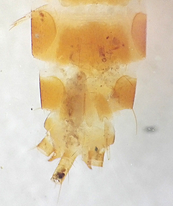 Coletinia 5.jpg