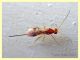 1 Braconidae solo corpo 2,5 mm. - Anzio 13.9.2019 - (8).JPG