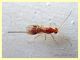 2 Braconidae solo corpo 2,5 mm. - Anzio 13.9.2019 - (9).JPG
