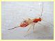 3 Braconidae solo corpo 2,5 mm. - Anzio 13.9.2019 - (7).JPG