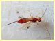 4 Braconidae solo corpo 2,5 mm. - Anzio 13.9.2019 - (4).JPG