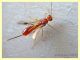 5 Braconidae solo corpo 2,5 mm. - Anzio 13.9.2019 - (5).JPG
