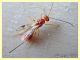 6 Braconidae solo corpo 2,5 mm. - Anzio 13.9.2019 - (6).JPG