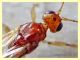 7 Braconidae solo corpo 2,5 mm. - Anzio 13.9.2019 - (3).jpg