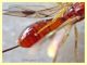 9 Braconidae solo corpo 2,5 mm. - Anzio 13.9.2019 - (2).jpg