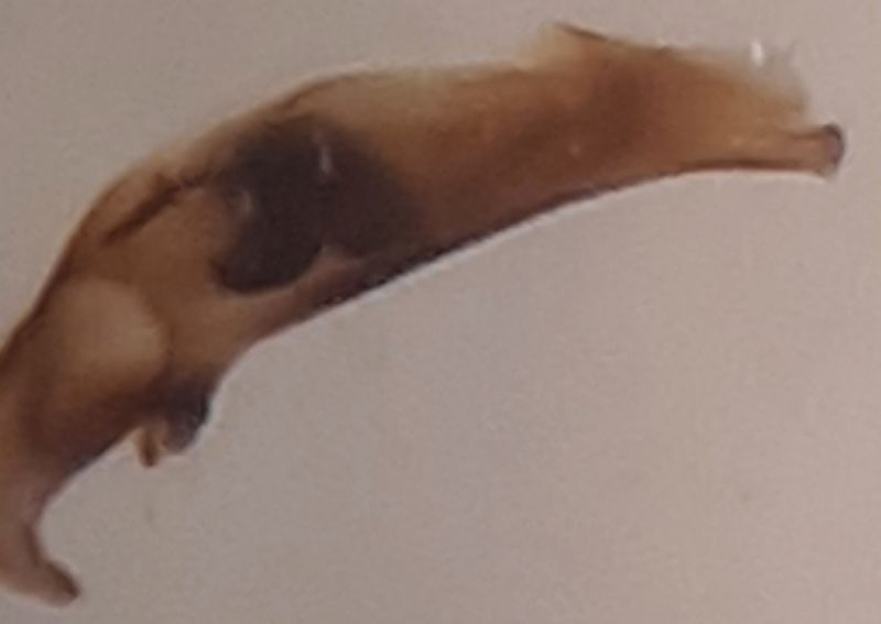 Edeago.jpg