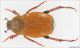 Hoplia_lo.jpg