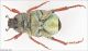 hoplia_II_lo.jpg