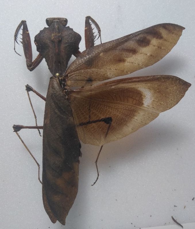 deroplatys habitus.jpg