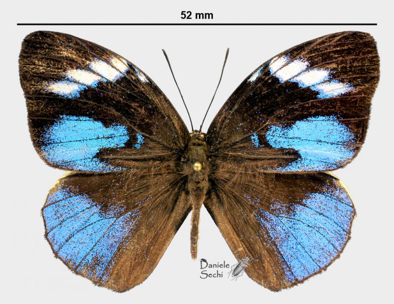 Hewitsonia boisduvalii (Hewitson, 1869)rid.jpg