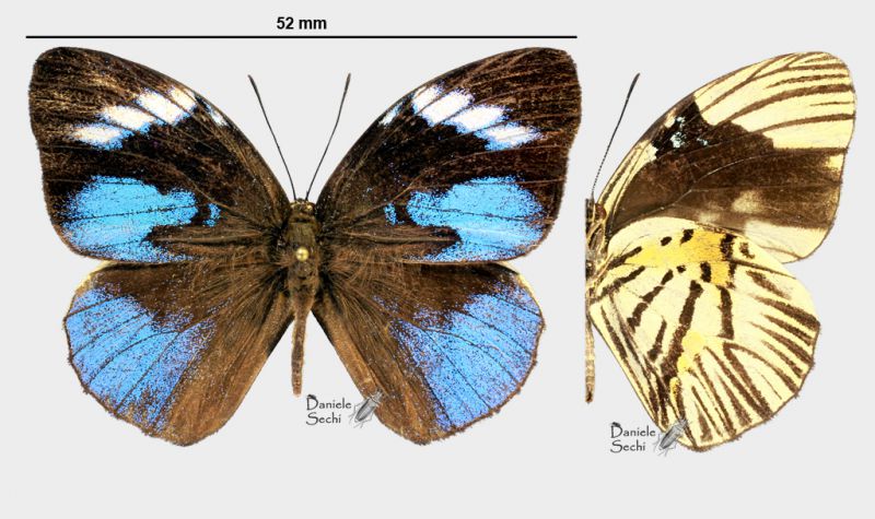 Hewitsonia boisduvalii (Hewitson, 1869)rid 2.jpg