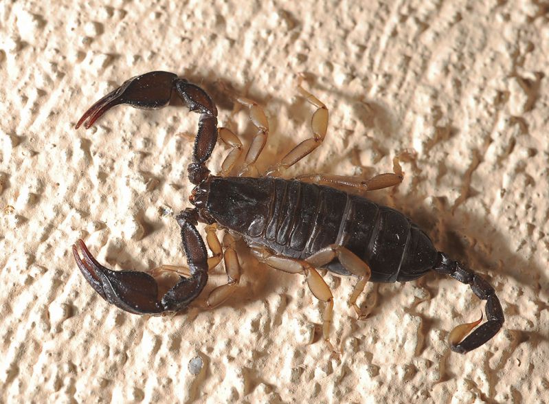 Euscorpius.jpg