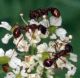Myrmica sp. (14-6-09 Valdelinares).jpg