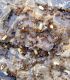 Temnothorax sp..jpg