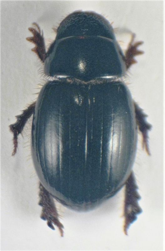 Aegialia arenaria 5.5 mm.jpg