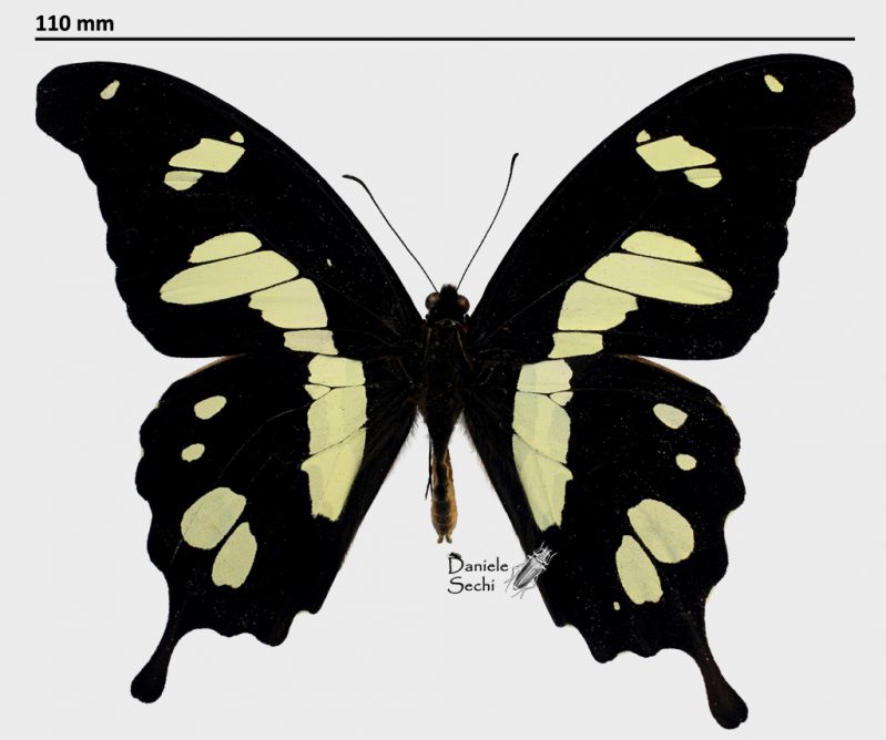 Papilio hesperus Westwood, 1843rid.jpg