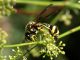Pereto_10-VII-2010_F005.JPG