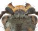 Malachius_head.jpg