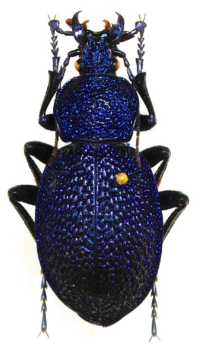 Carabus (Procerus) scabrosus dardanellicus Kraatz-Koschlau, 1886.JPG