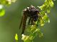 Pereto_10-VII-2010_F030.JPG