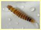 2 probabile larva stafilino 6 mm. sotto corteccia di Pino - Anzio - 11.2.2020 - (2).JPG