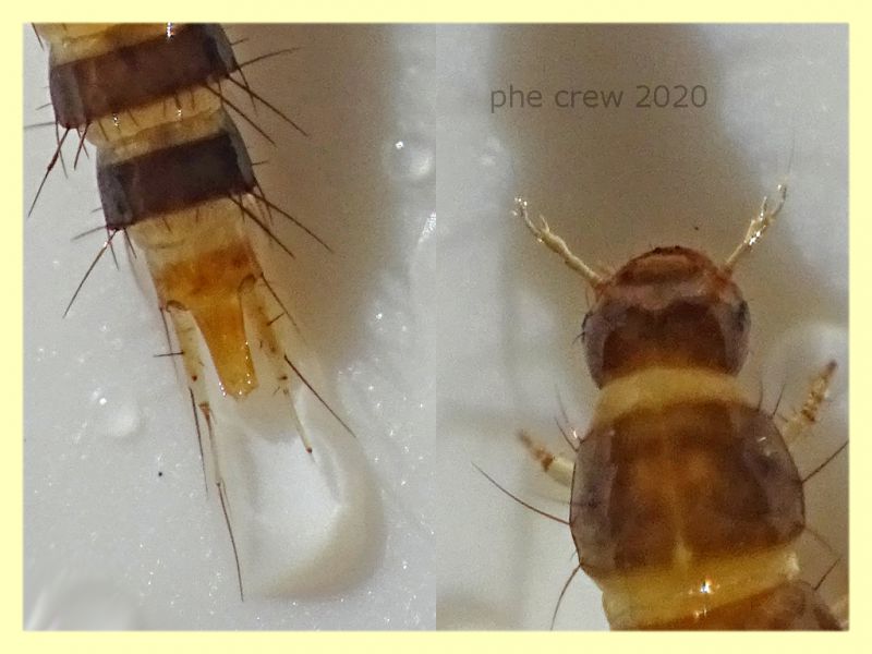 4 probabile larva stafilino 6 mm. sotto corteccia di Pino - Anzio - 11.2.2020 - (3).JPG