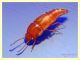11 adulto 5 mm. senza antenne - 20.3.2020 - (64).JPG