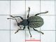 Otiorhynchus_sulcatus_adulto_misura.jpg