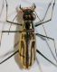abroscelis2.JPG